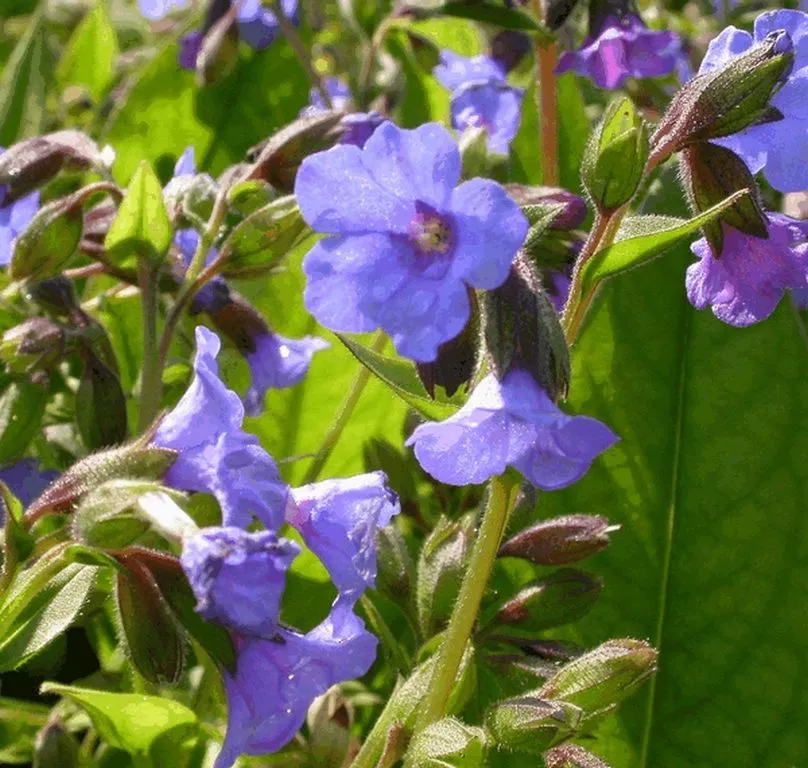 Pulmonaria hybride 'Blue Ensign'