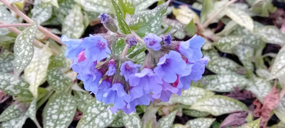 Pulmonaria hybride 'Trevi Fountain' (PBR)
