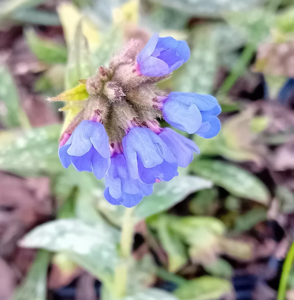 Pulmonaria longifolia 'E.B.Anderson'