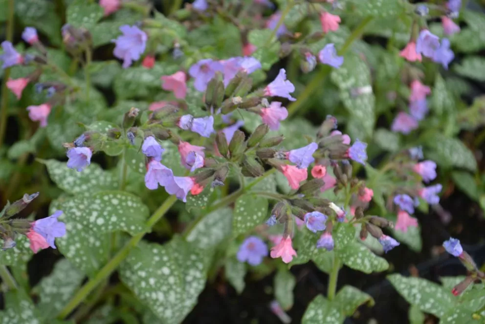 Pulmonaria saccharata 'Mrs.Moon'