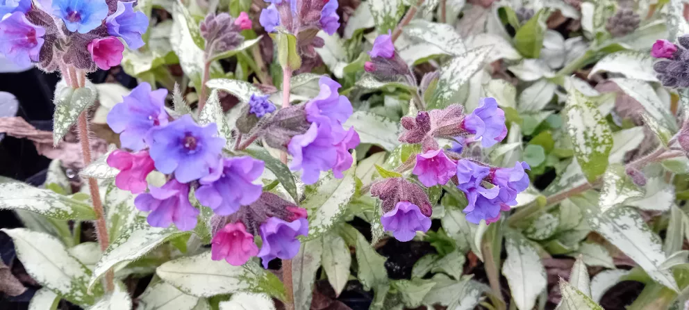 Pulmonaria longifolia 'Diana Clare'