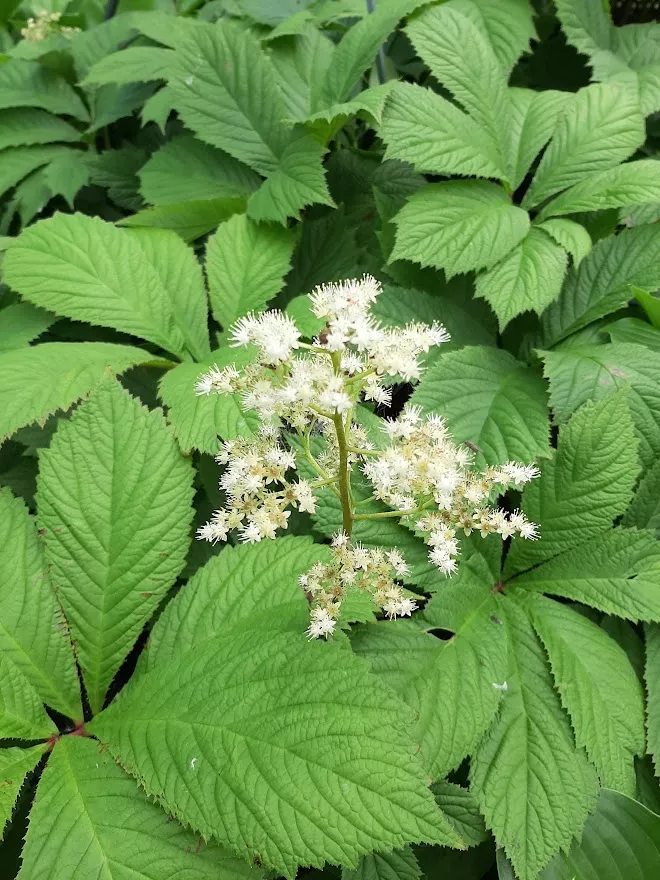Rodgersia 'Spitzentänzerin'