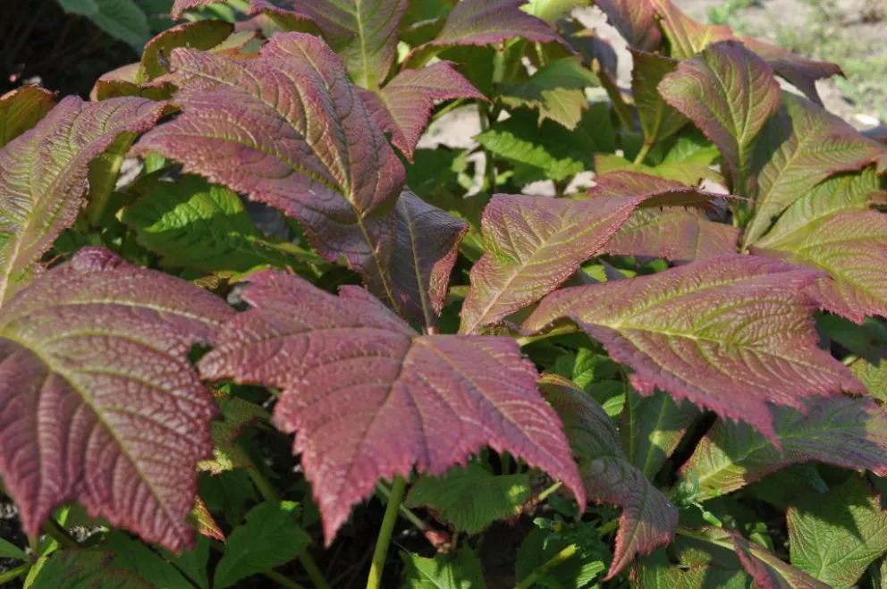 Rodgersia podophylla 'Braunlaub'