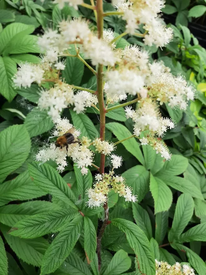 Rodgersia sambucifolia 'Rothaut'