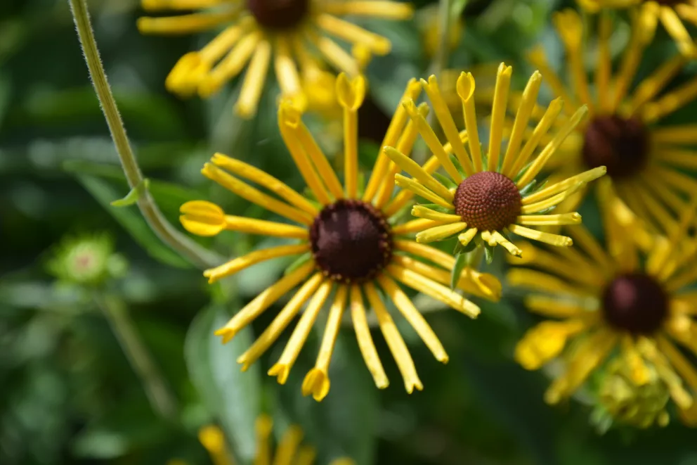 Rudbeckia subtomentosa 'Henry Eilers'