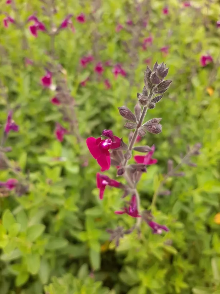 Salvia greggii 'Amethyst Lips' Salvia greggii 'Amethyst Lips'
