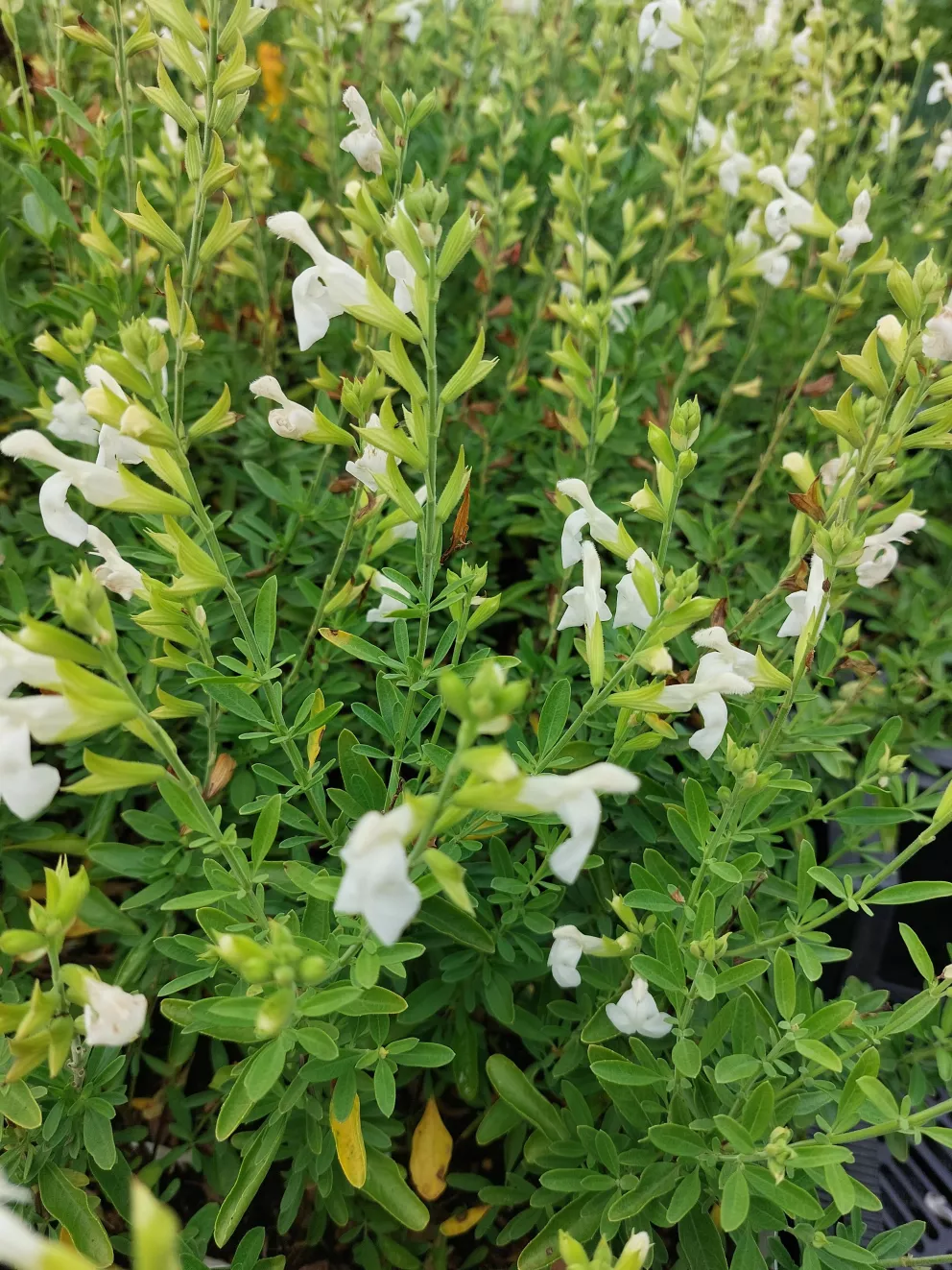 Salvia greggii 'Alba'