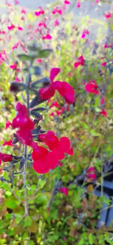 Salvia greggii 'Cherry Lips'