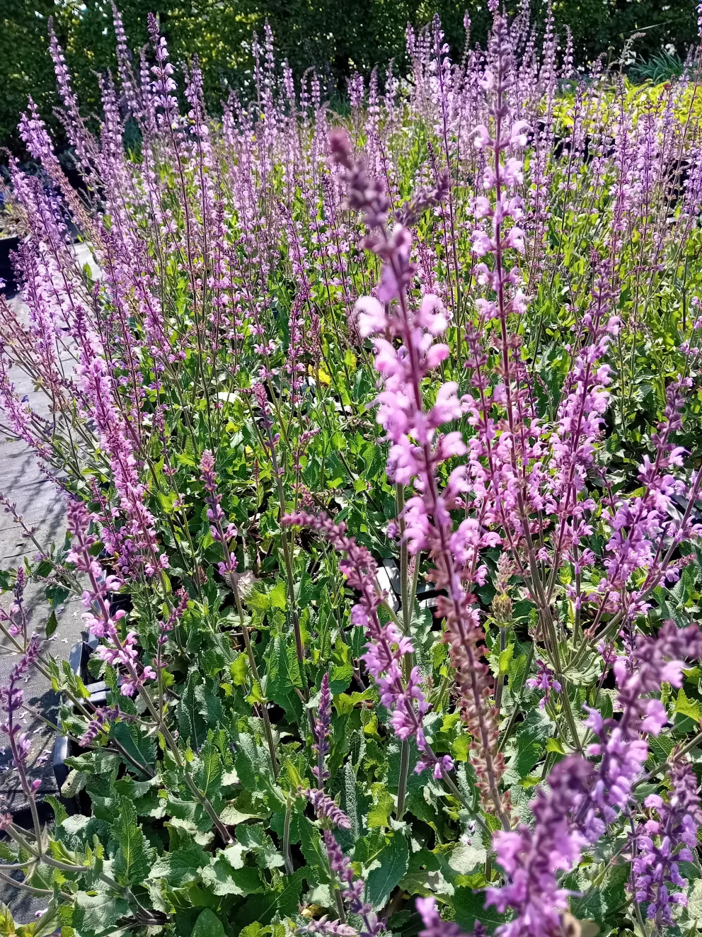 Salvia sylvestris 'Serenade'