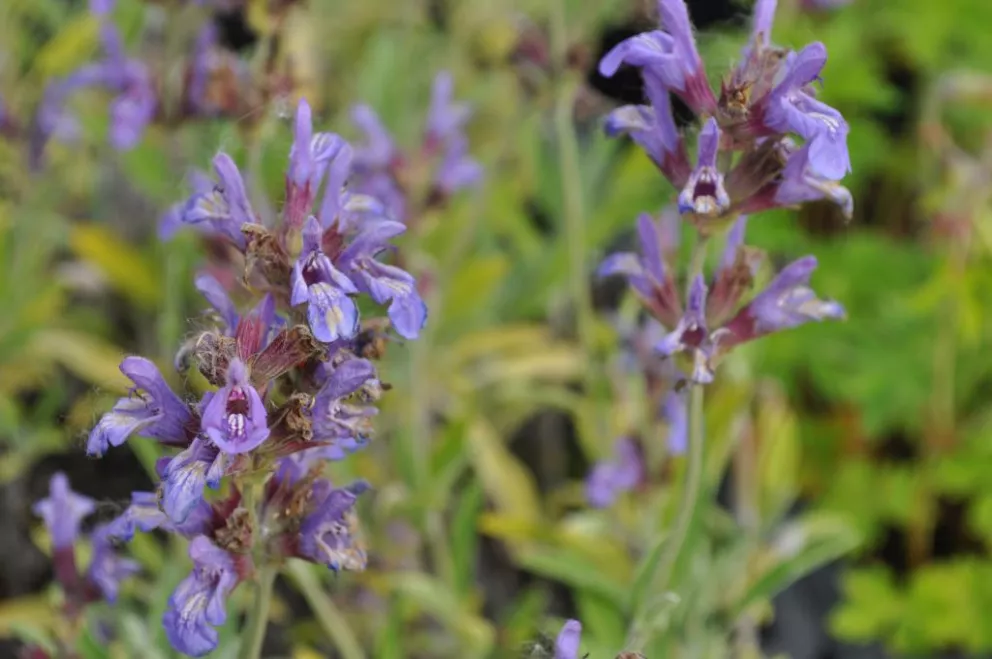 Salvia lavandulifolia