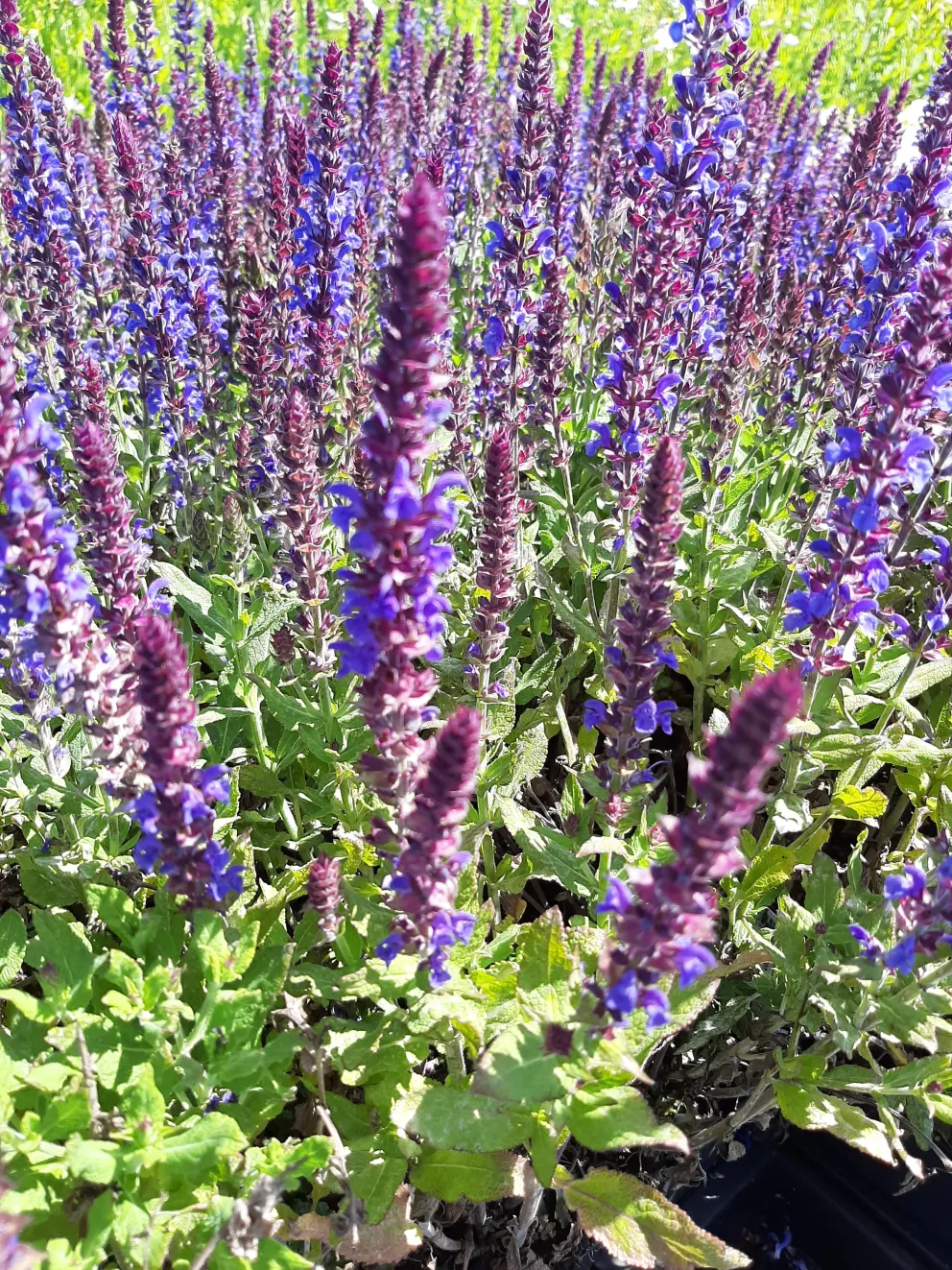 Salvia nemorosa 'Blaukönigin'