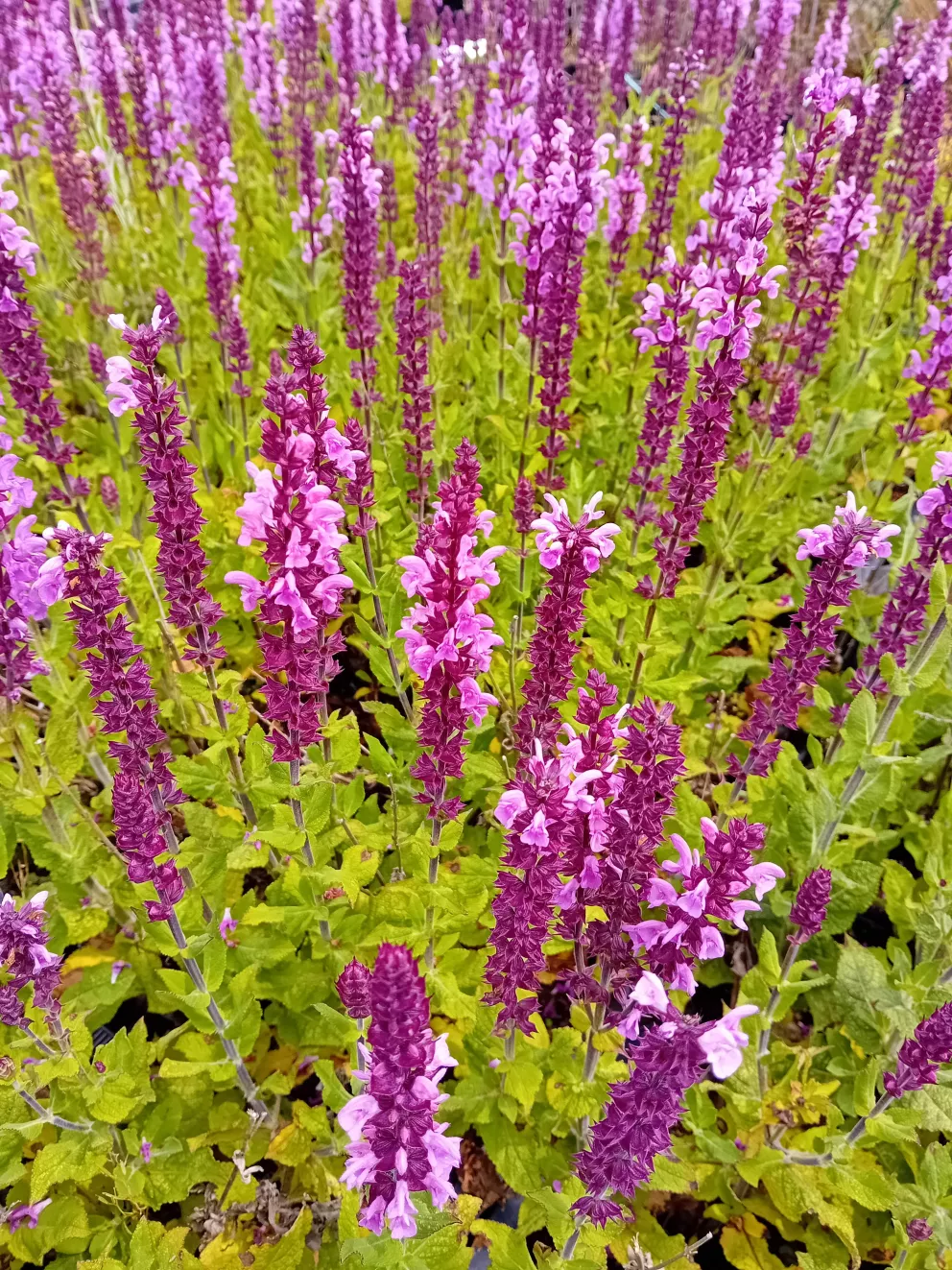 Salvia nemorosa 'Katsjing'