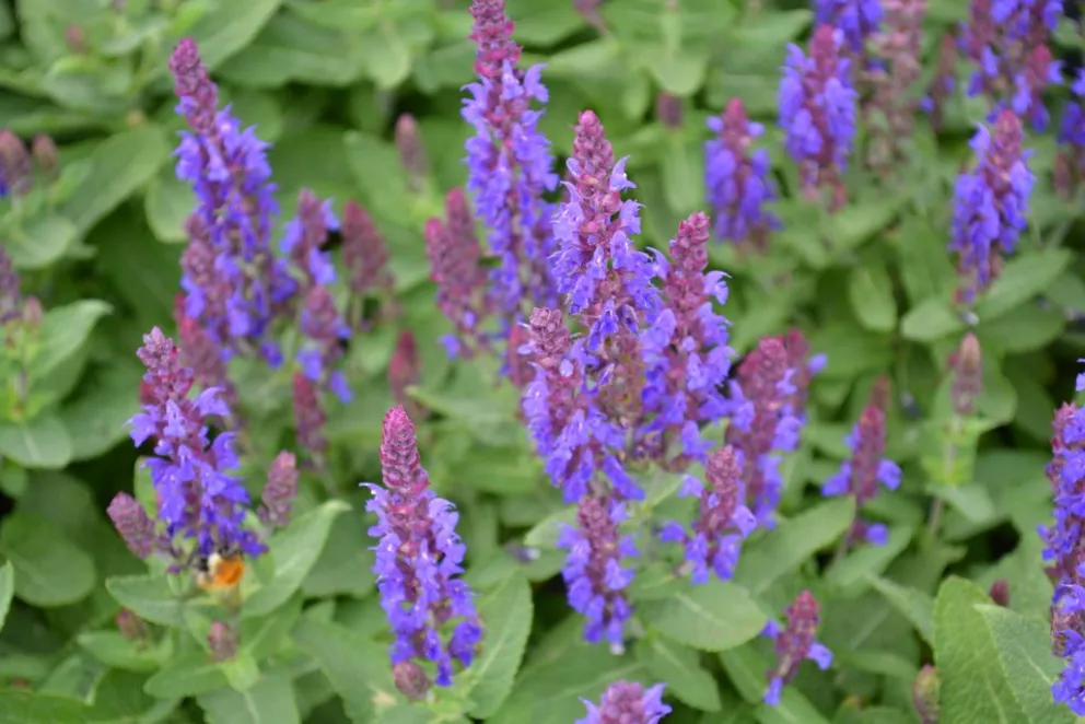 Salvia nemorosa 'Sensation Deep Blue'