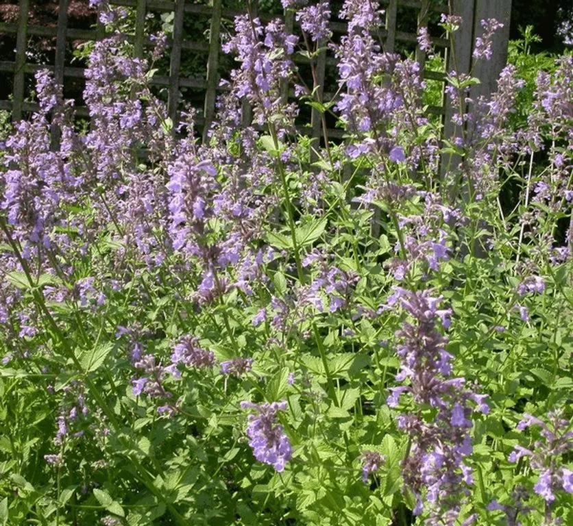 Salvia verticillata Salvia verticillata