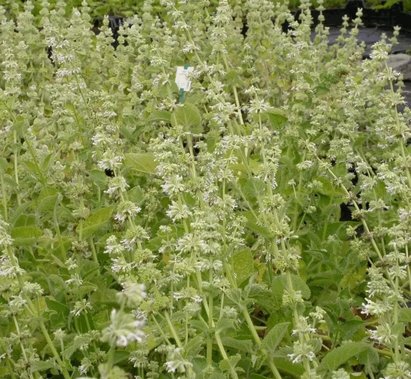 Salvia verticillata 'Alba' Salvia verticillata 'Alba'