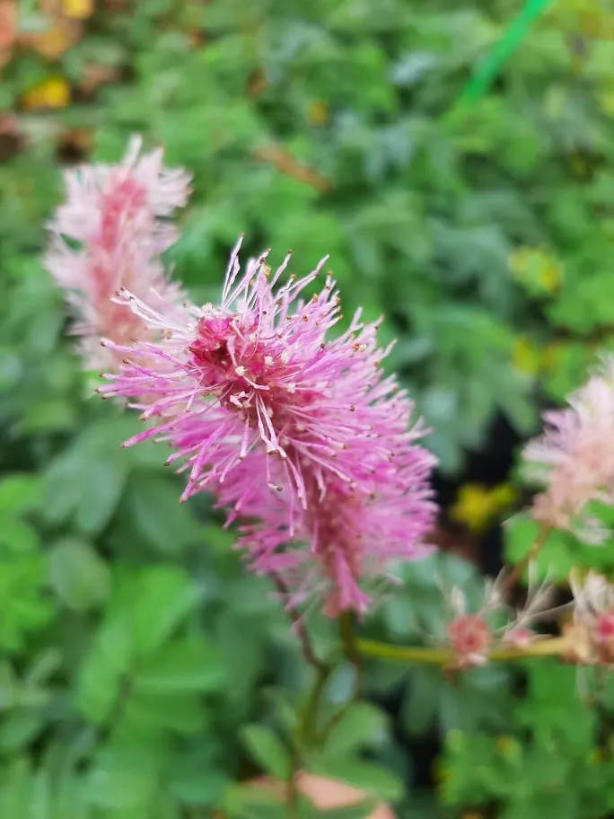 Sanguisorba hakusanensis 'Lilac Squirrel'