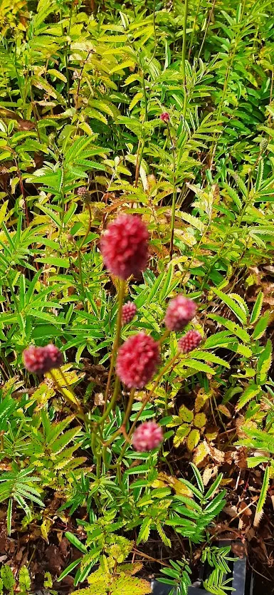 Sanguisorba hybride 'Crimson Queen'