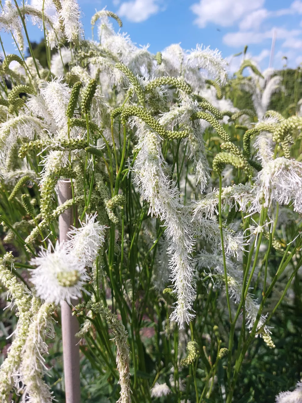 Sanguisorba hybride 'Figaro'
