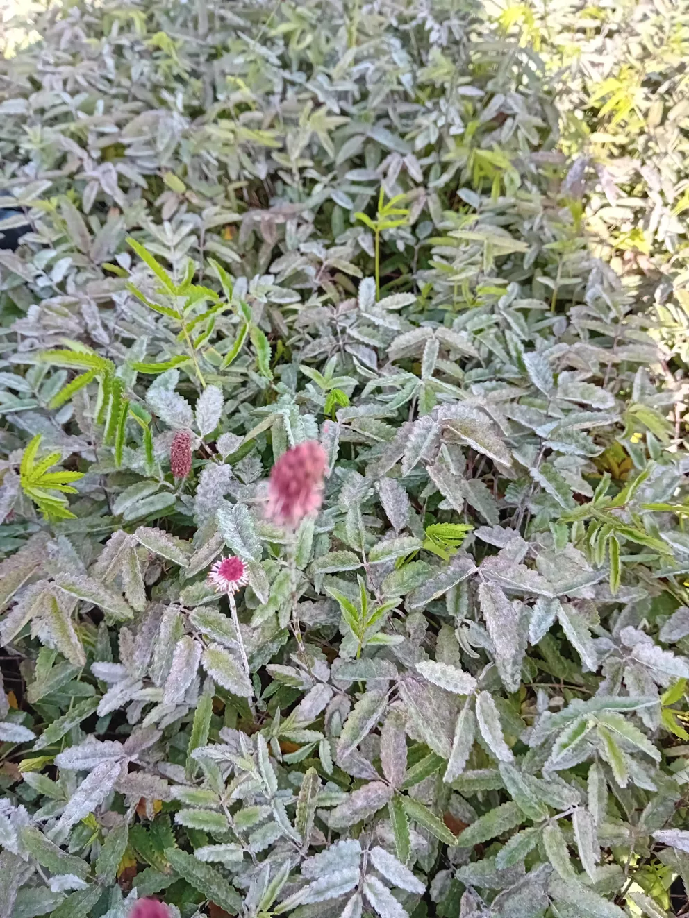Sanguisorba hybride 'Rock en Roll'