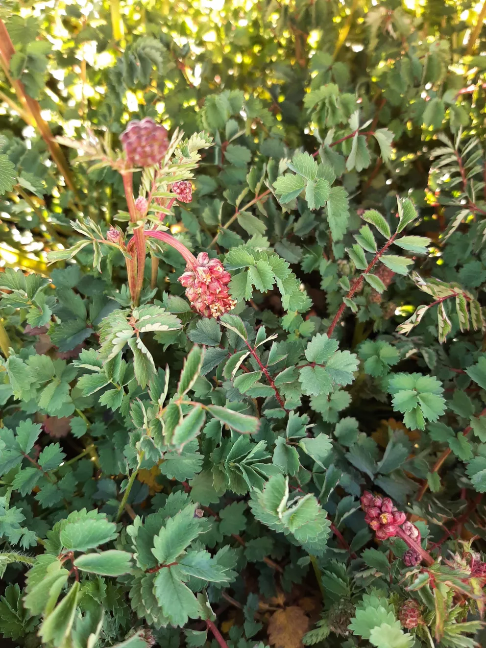 Sanguisorba menziesii