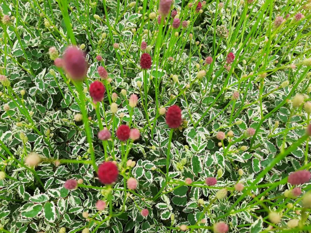 Sanguisorba minor 'Little Angel'
