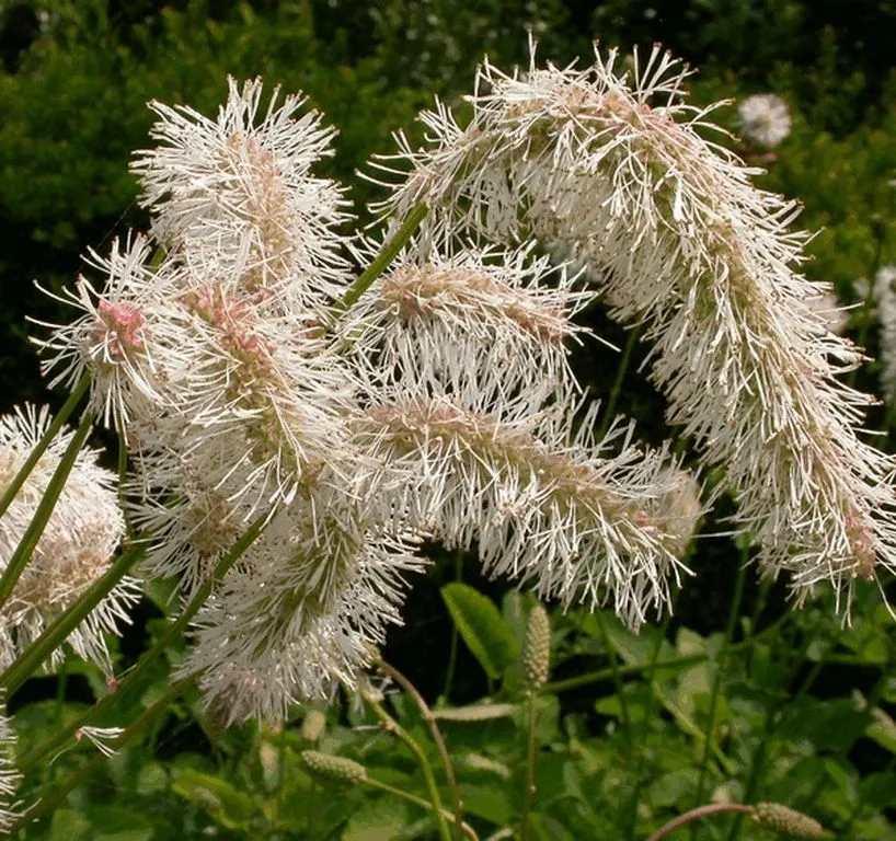 Sanguisorba obtusa 'Alba'