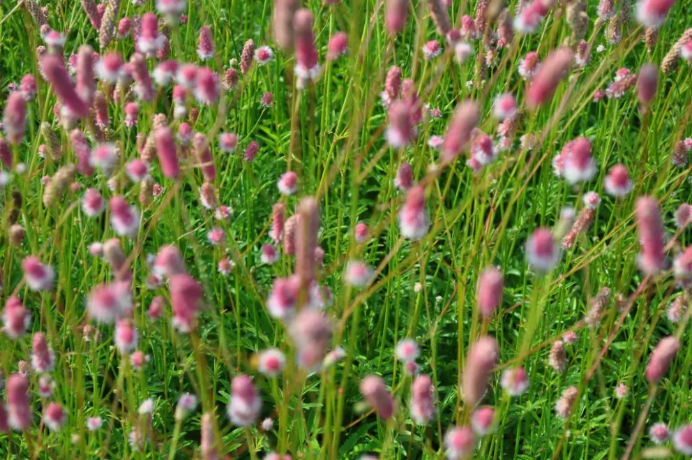 Sanguisorba officinalis 'Pink Tanna'