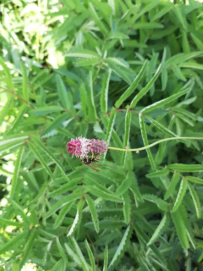 Sanguisorba tenuifolia 'Pink Elephant'