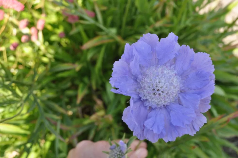 Scabiosa caucasica 'Clive Greves'