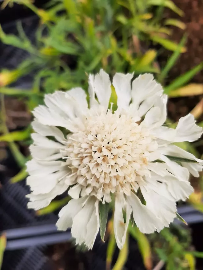 Scabiosa caucasica 'Miss Wilmott'