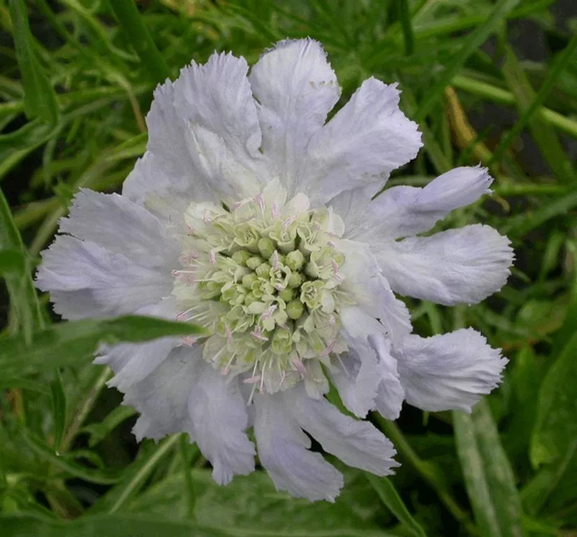 Scabiosa caucasica 'Perfecta'