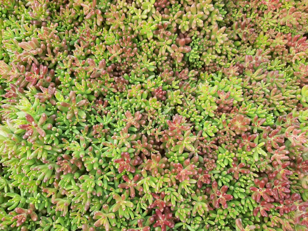 Sedum album 'Murale'