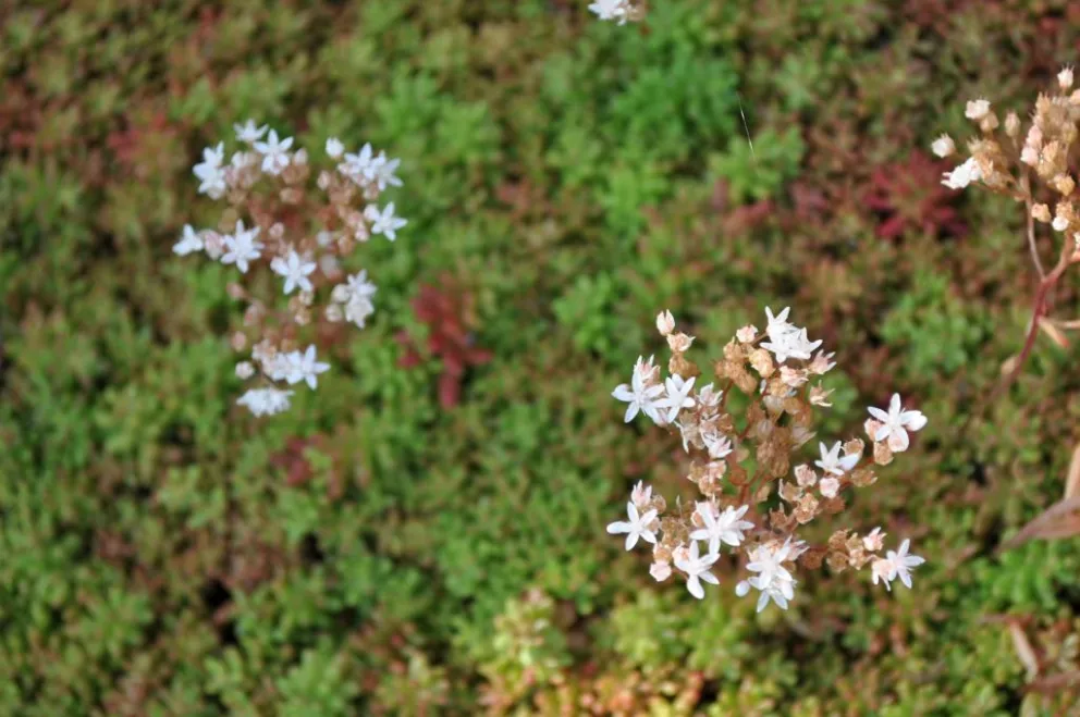 Sedum album 'Coral Carpet'