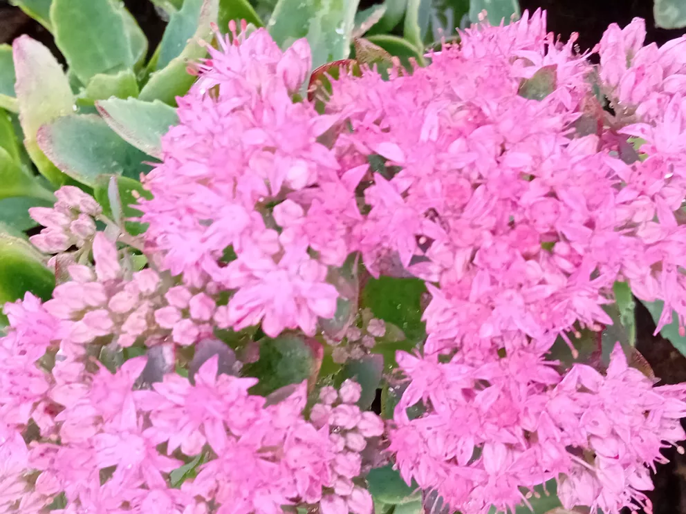 Sedum hybride 'Carl'