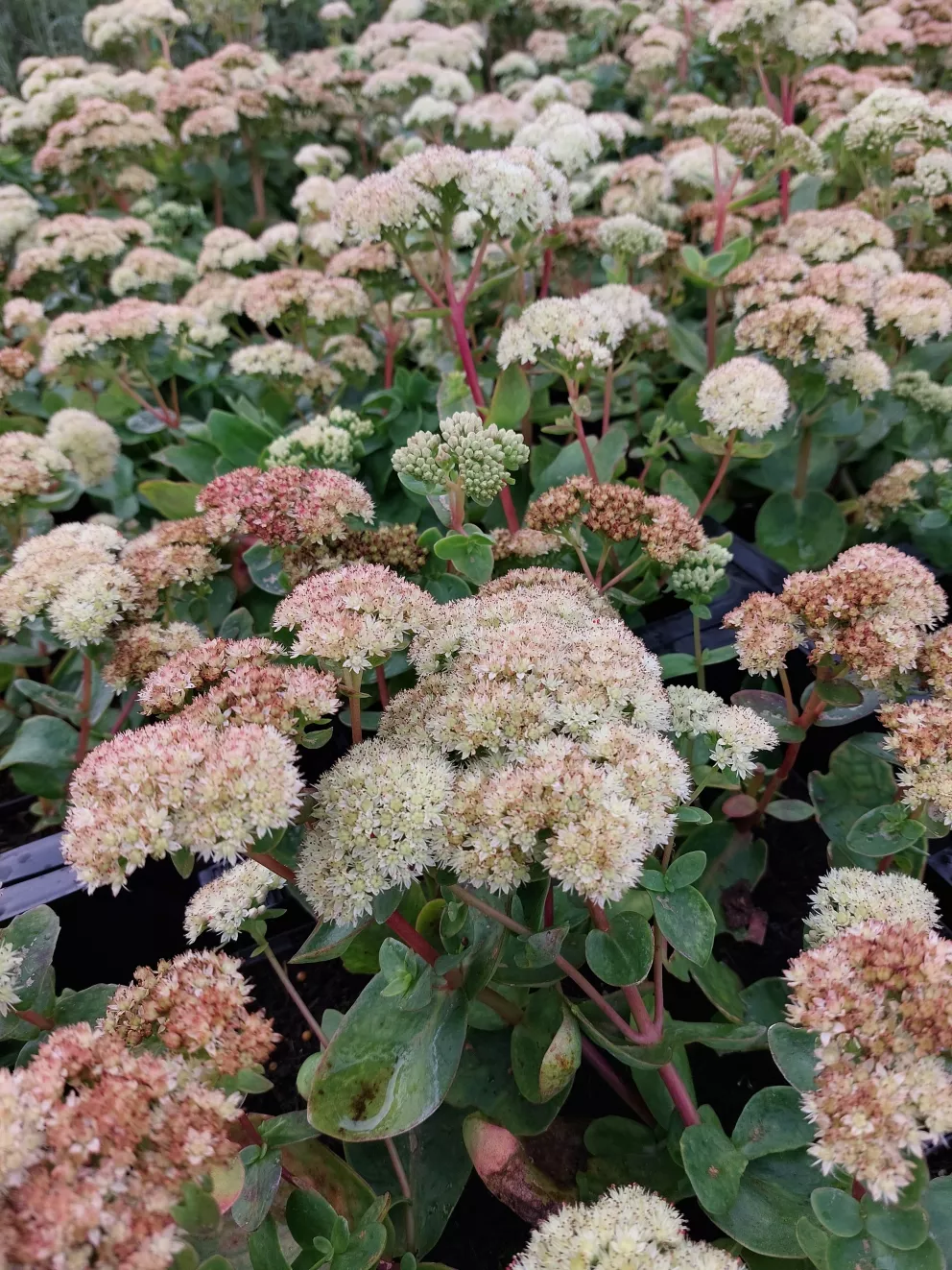 Sedum hybride 'Gooseberry Fool'