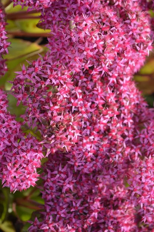 Sedum hybride 'Mister Goodbud' ®