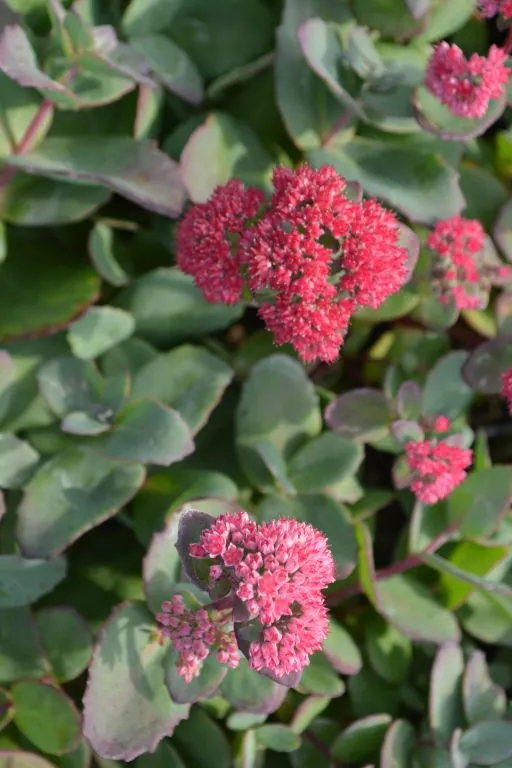 Sedum hybride 'Red Cauli'