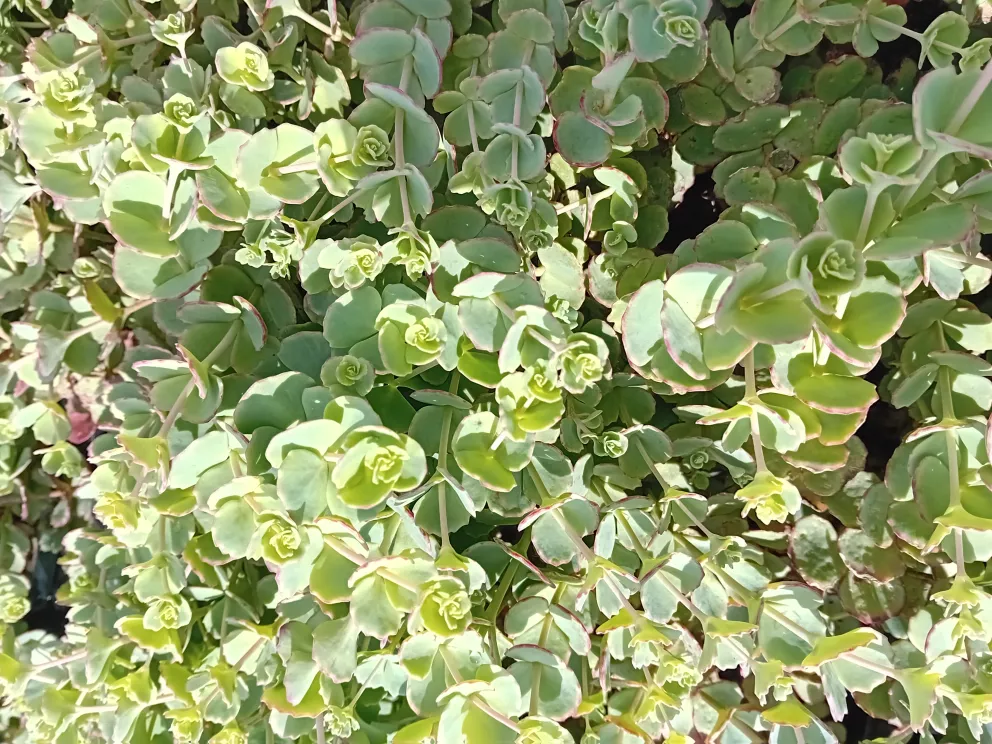 Sedum sieboldii