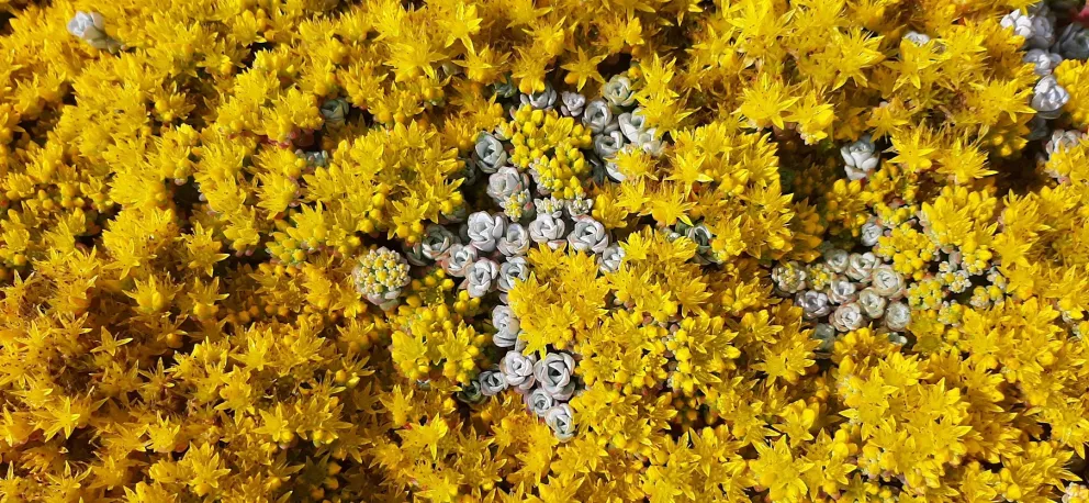 Sedum spathulifolium 'Cape Blanco'