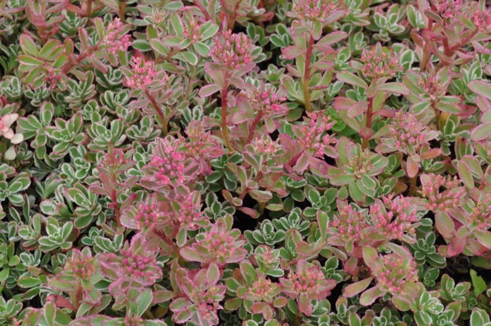 Sedum spurium 'Variegatum'