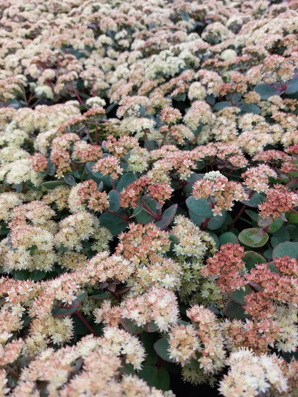 Sedum telephium ssp. ruprechtii 'Hab Grey'