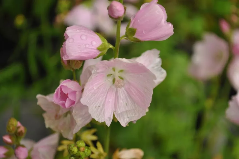 Sidalcea hybride 'Little Princess'