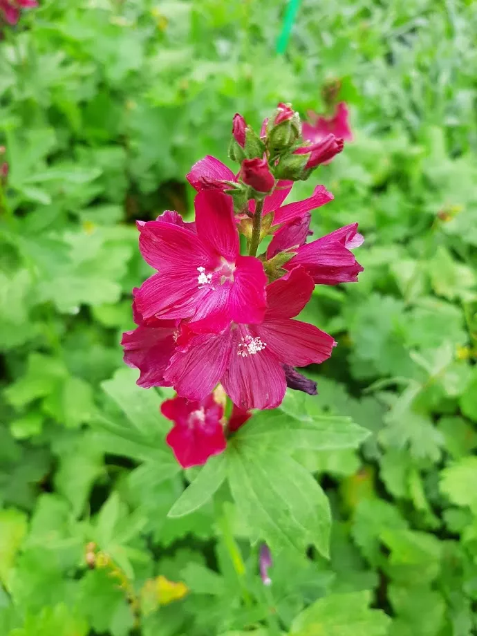 Sidalcea hybride 'Wine Red'