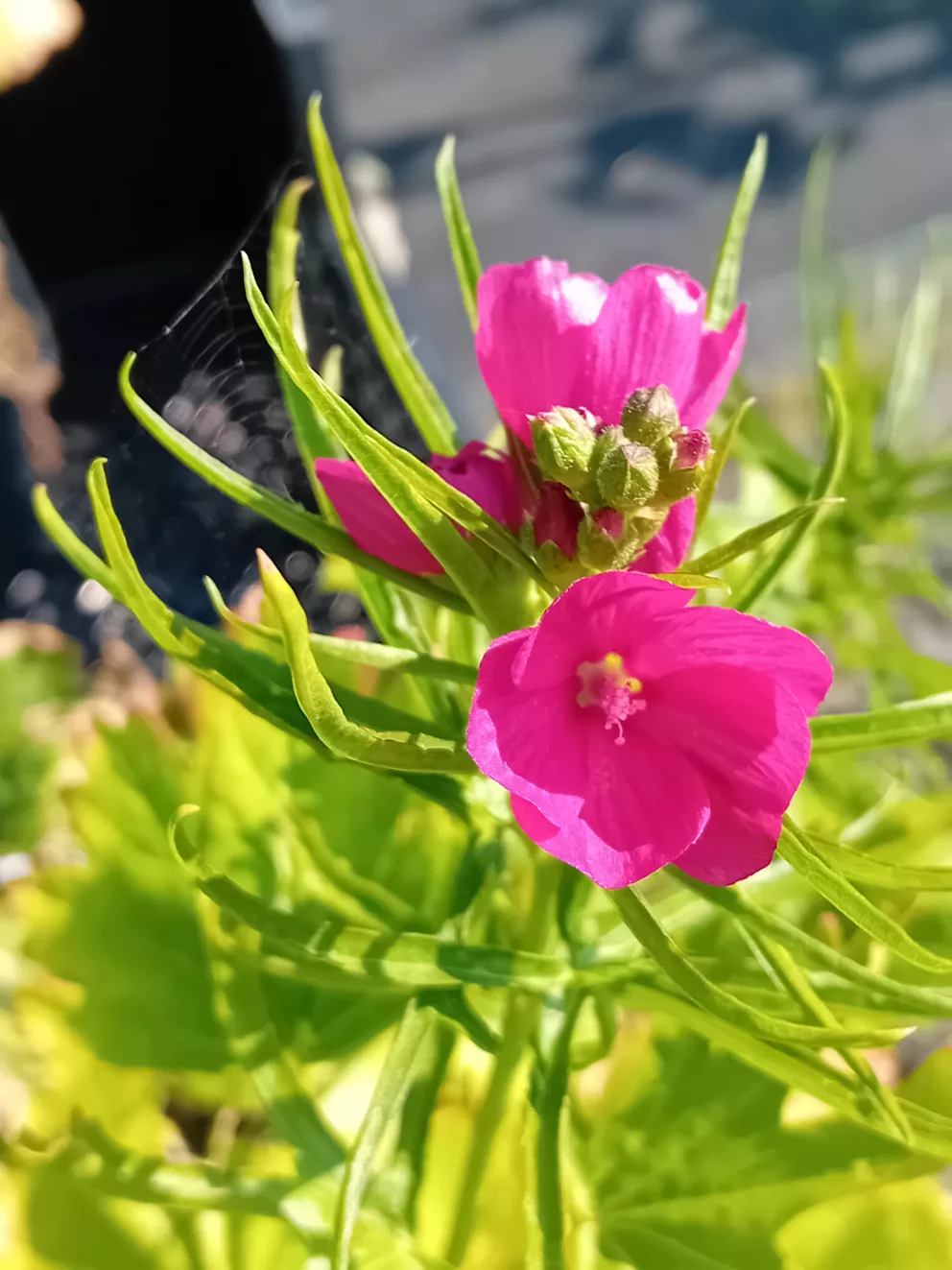 Sidalcea oregano 'Brillant'