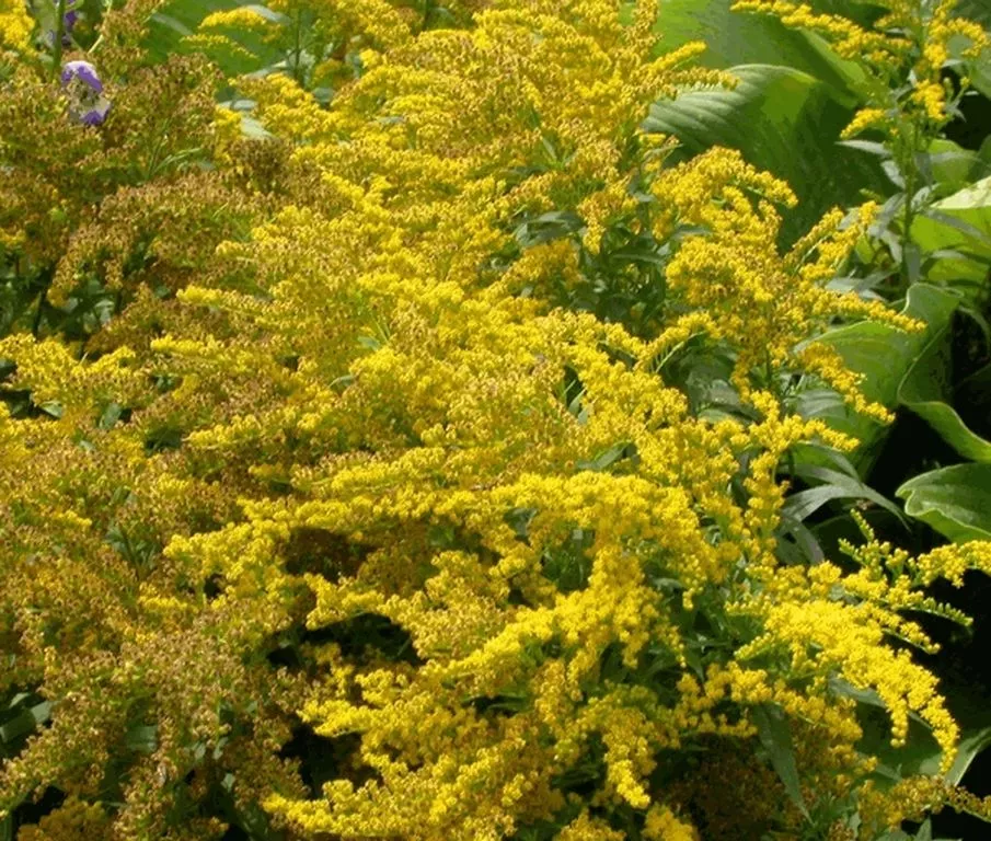 Solidago hybride 'Goldkind'