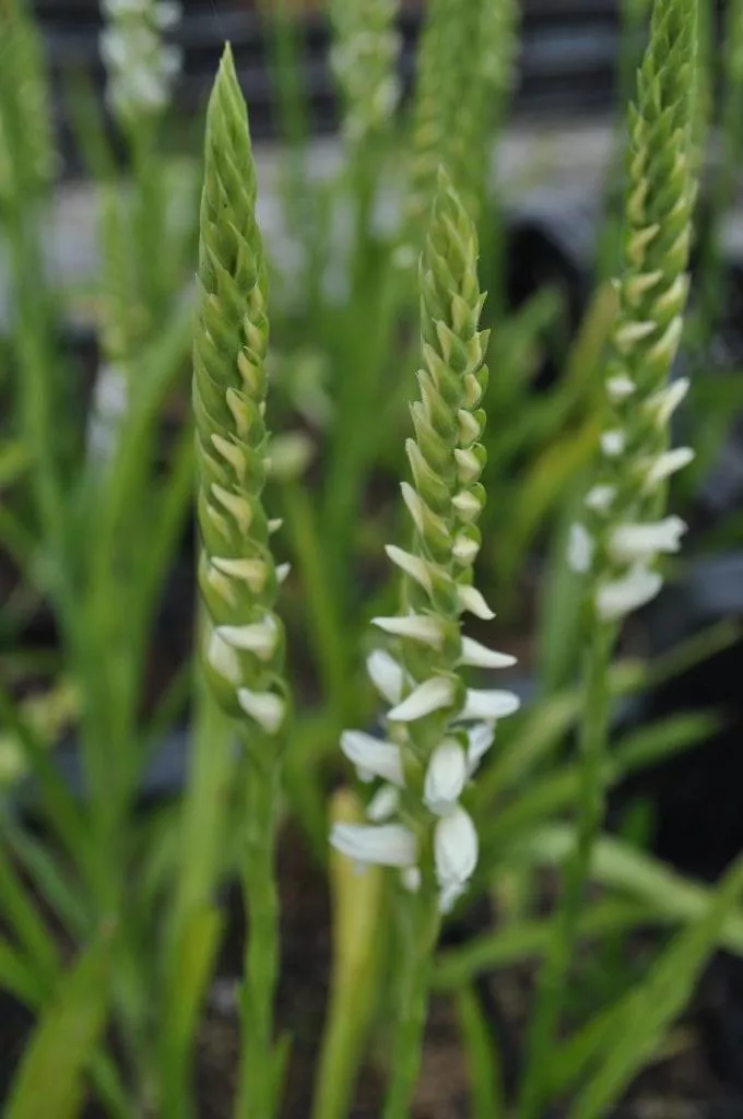 Spiranthes 'Chadd's Ford' Spiranthes 'Chadd's Ford'