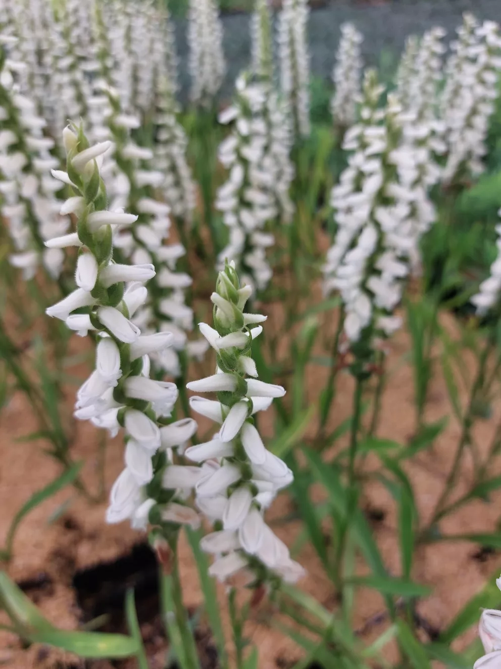Spiranthes 'Chadd's Ford' Spiranthes 'Chadd's Ford'