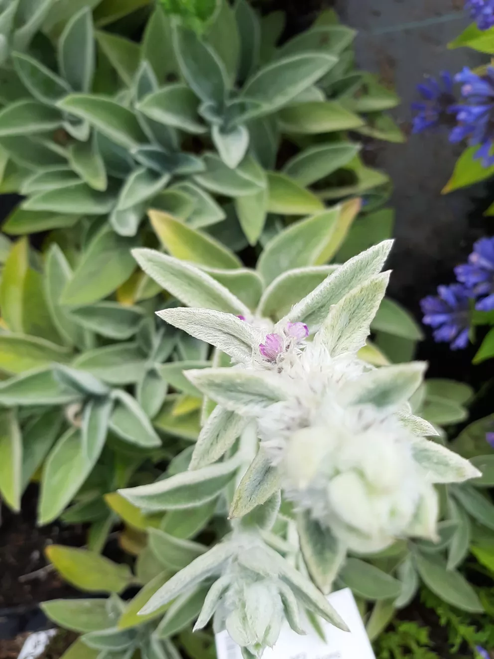 Stachys byzantina 'Big Ears'