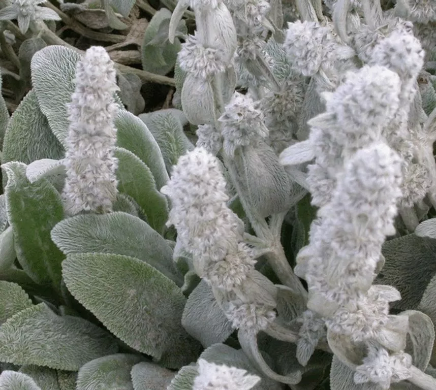 Stachys byzantina 'Silver Carpet' | Kwekerij De Boever