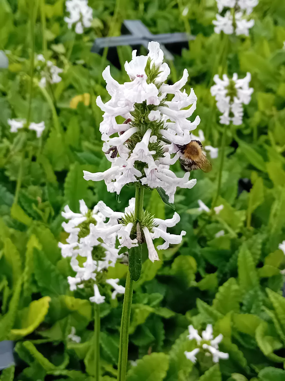 Stachys discolor (nivea)